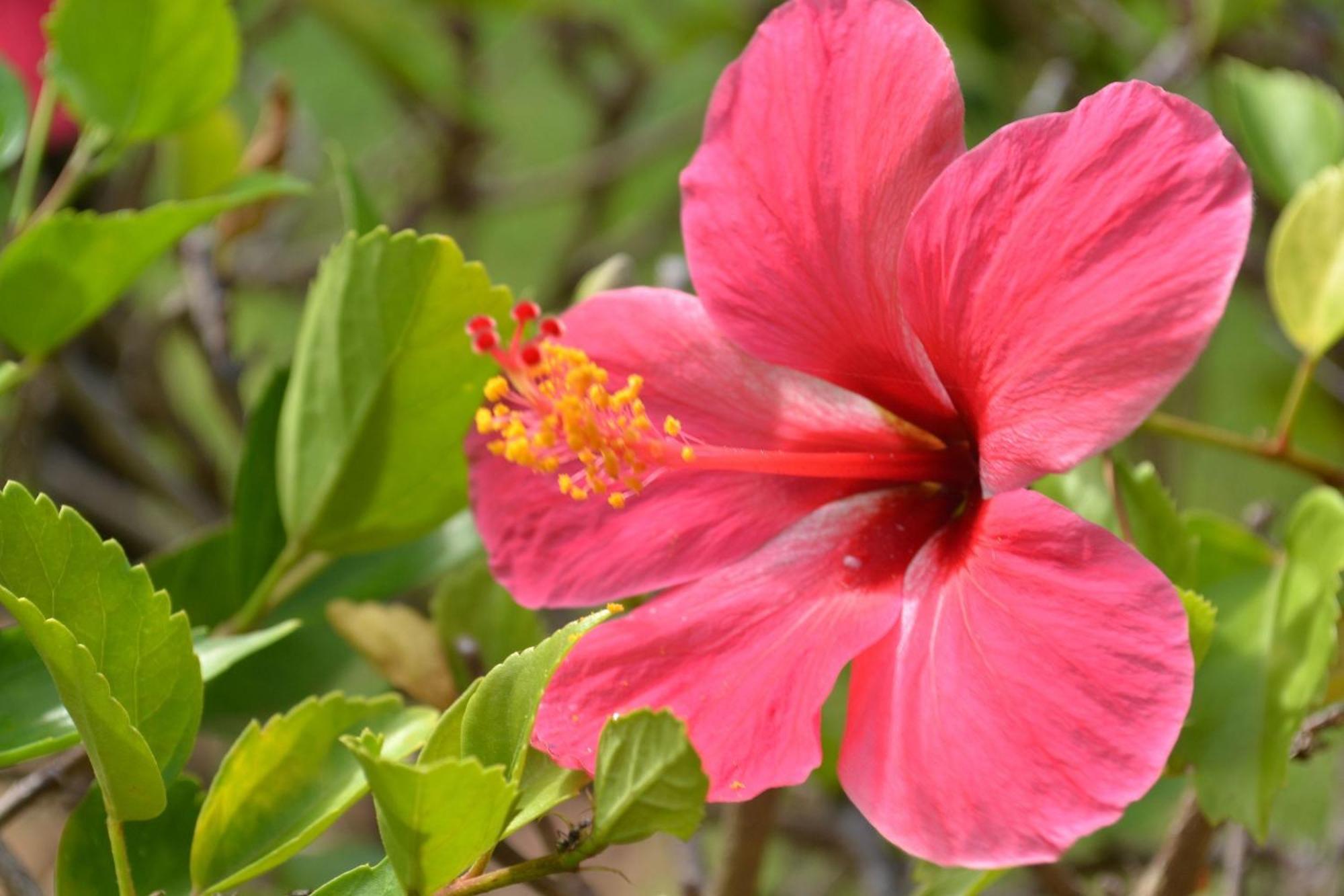 Pipa Beleza Suítes Praia de Pipa Exterior foto